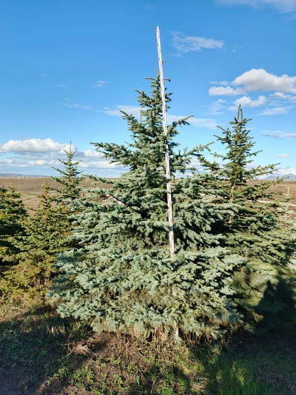 Ель колючая Глаука (Picea pungens 'Glauca') (голубая)