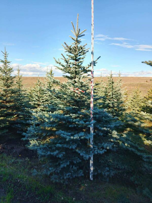 Ель колючая Глаука (Picea pungens 'Glauca') (голубая)