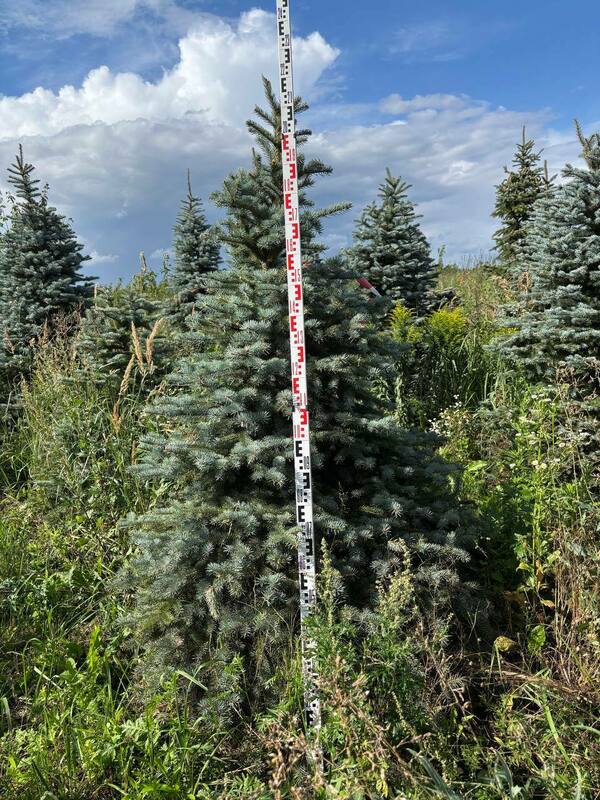 Ель колючая Глаука (Picea pungens 'Glauca') (голубая)