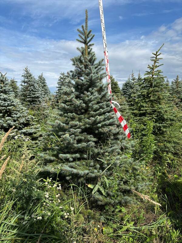 Ель колючая Глаука (Picea pungens 'Glauca') (голубая)