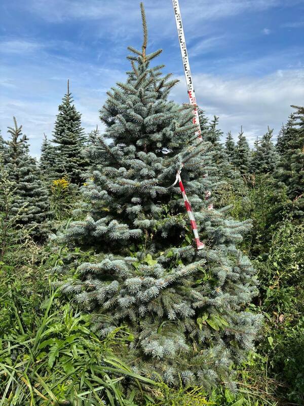 Ель колючая Глаука (Picea pungens 'Glauca') (голубая)