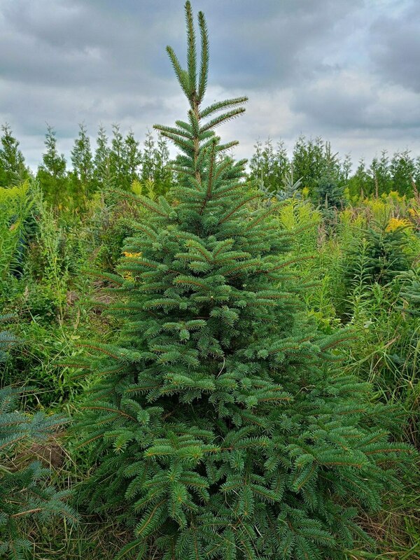 Ель колючая Глаука (Picea pungens 'Glauca') (голубая)