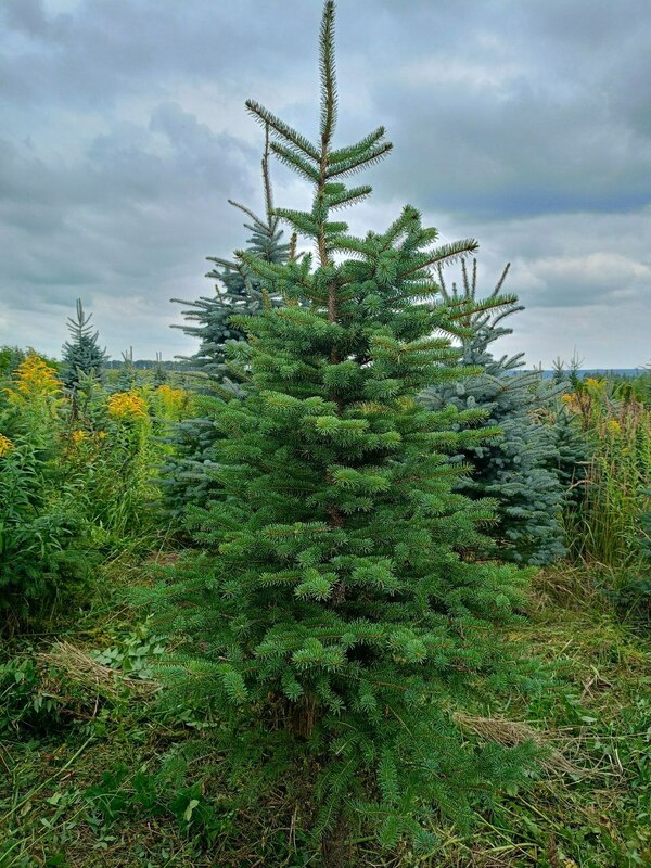 Ель колючая Глаука (Picea pungens 'Glauca') (голубая)