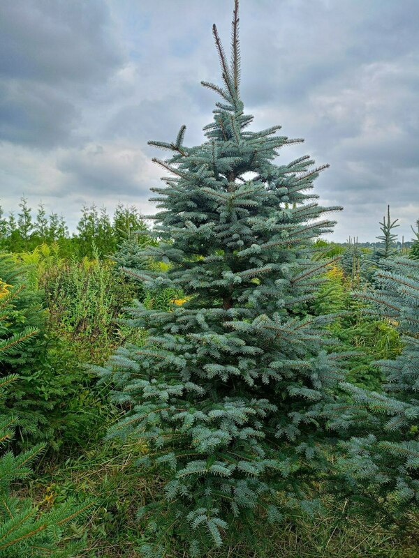 Ель колючая Глаука (Picea pungens 'Glauca') (голубая)