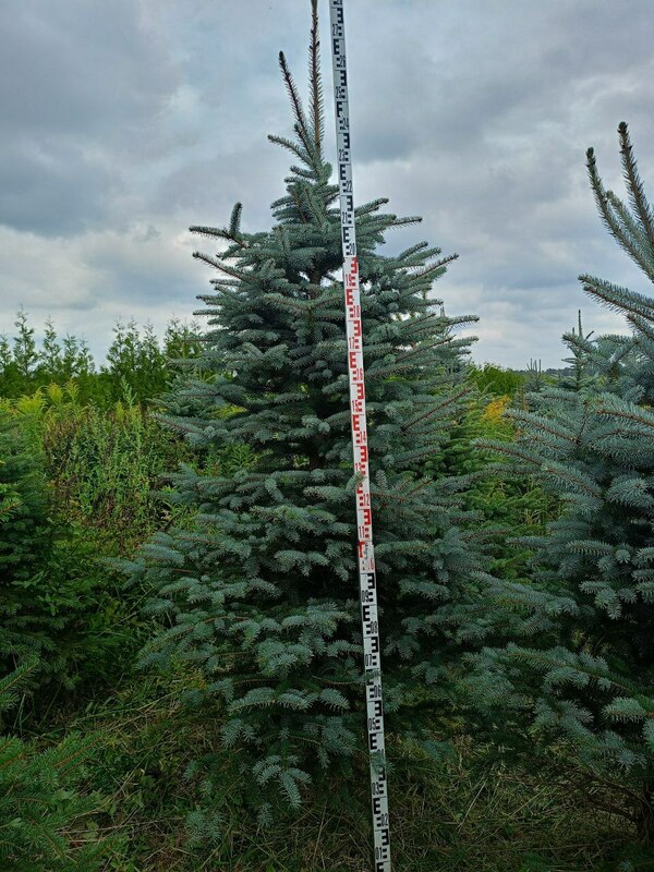 Ель колючая Глаука (Picea pungens 'Glauca') (голубая)
