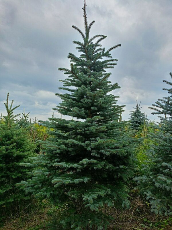 Ель колючая Глаука (Picea pungens 'Glauca') (голубая)