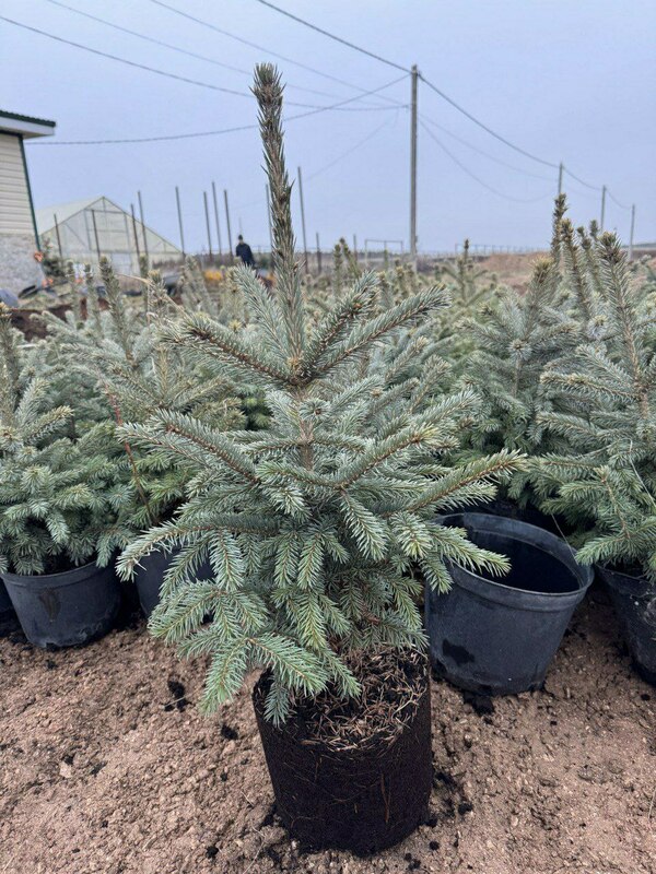Ель колючая "Glauca" (Глаука)
