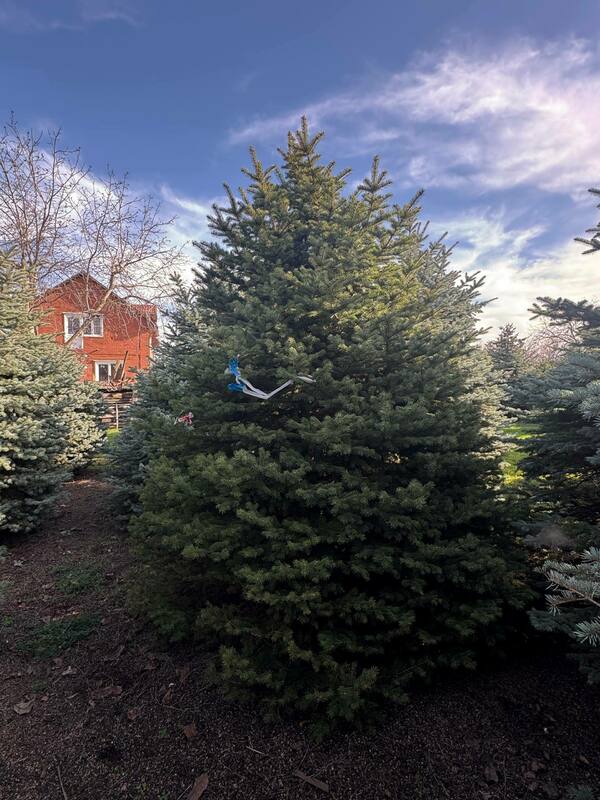 Ель колючая Глаука (Picea pungens 'Glauca') (голубая)