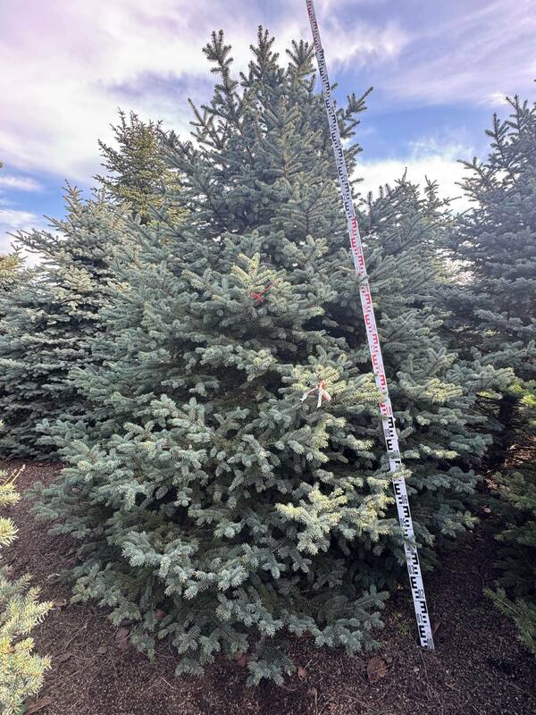 Ель колючая Глаука (Picea pungens 'Glauca') (голубая)