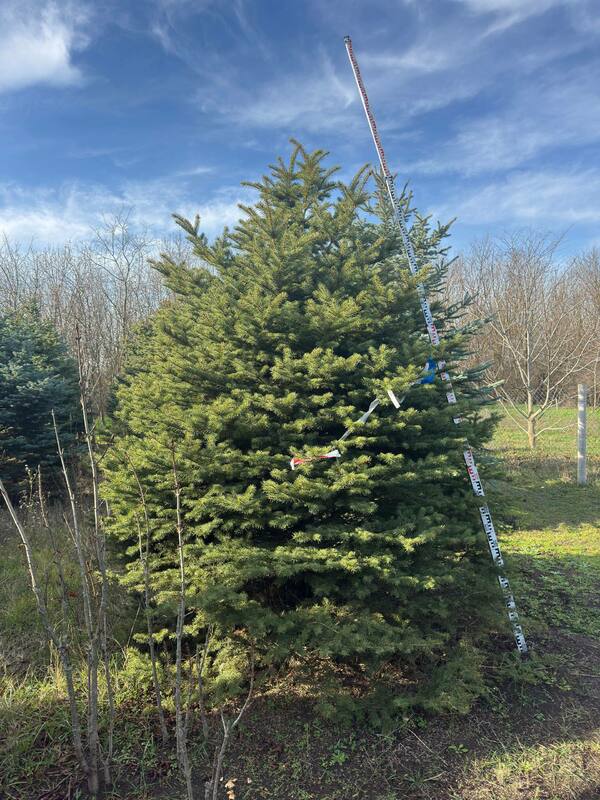 Ель колючая Глаука (Picea pungens 'Glauca') (голубая)