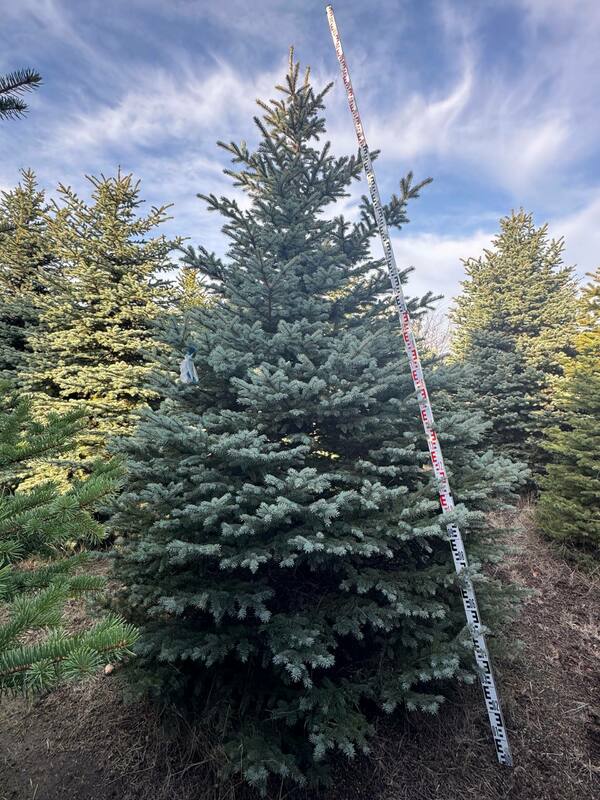 Ель колючая Глаука (Picea pungens 'Glauca') (голубая)