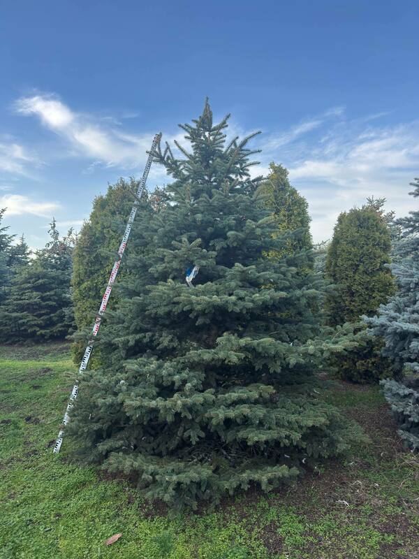 Ель колючая Глаука (Picea pungens 'Glauca') (голубая)