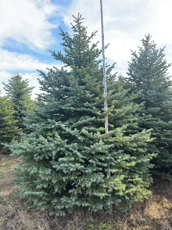 Ель колючая "Glauca" (Глаука)