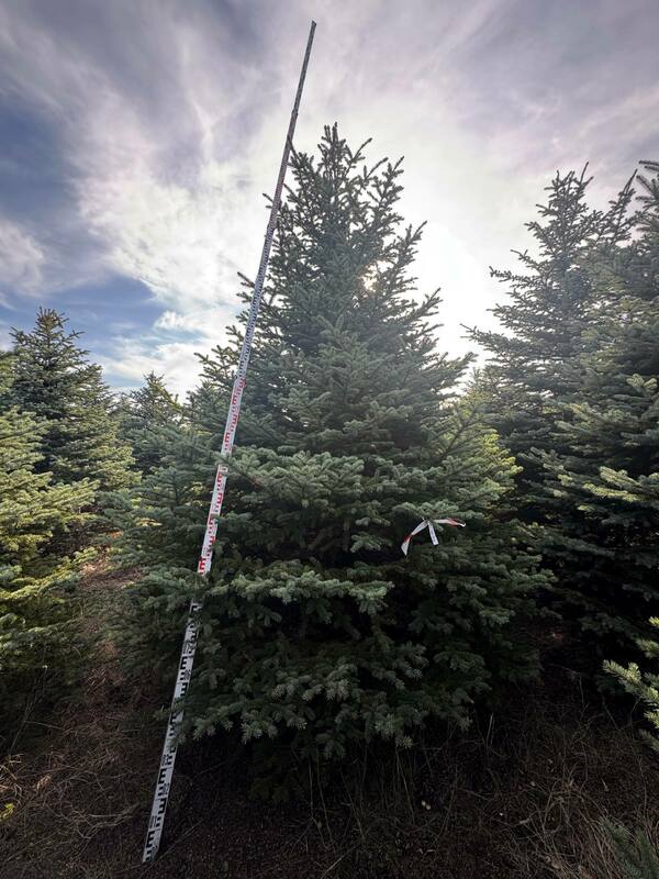 Ель колючая Глаука (Picea pungens 'Glauca') (голубая)