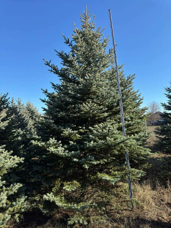 Ель колючая Глаука (Picea pungens 'Glauca') (голубая)