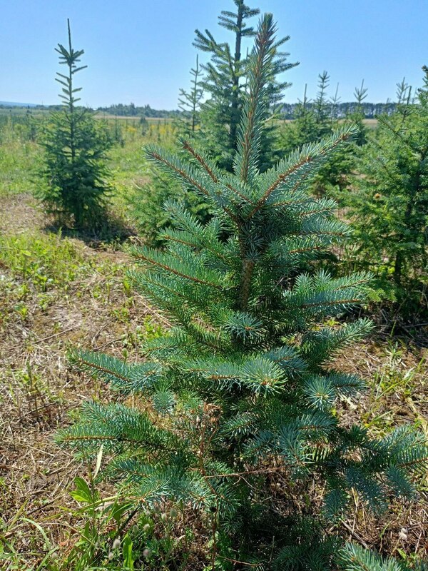 Ель колючая Глаука (Picea pungens 'Glauca') (голубая)