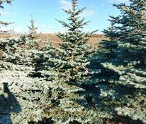 Ель колючая Глаука (Picea pungens 'Glauca') (голубая)