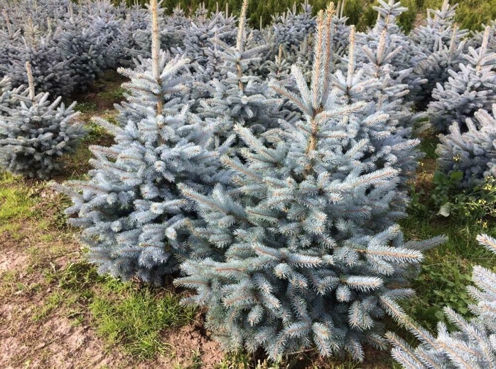 Ель голубая Блю Маунтин (Picea pungens 'Blue Mountain')