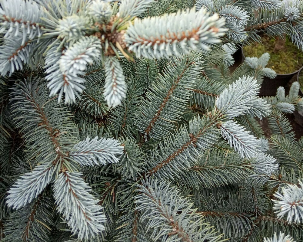 Ель голубая Блю Маунтин (Picea pungens 'Blue Mountain')