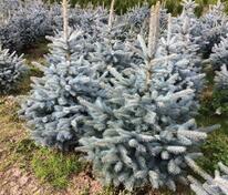 Ель голубая Блю Маунтин (Picea pungens 'Blue Mountain')