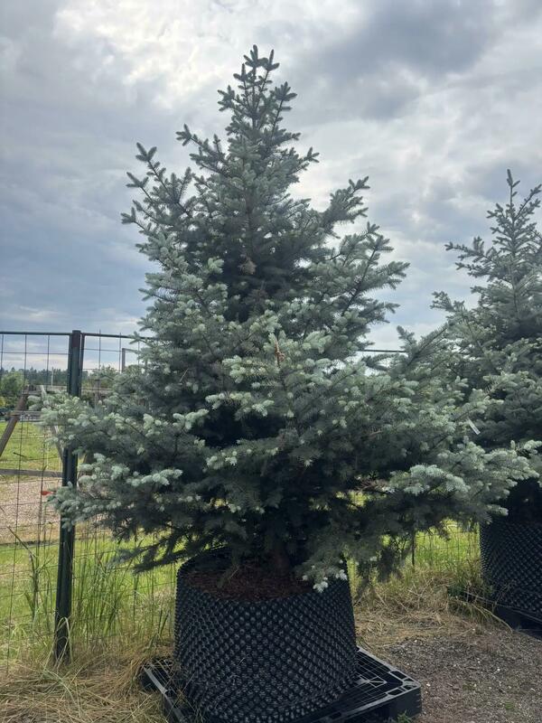 Ель голубая Эдит (Picea pungens 'Edith')
