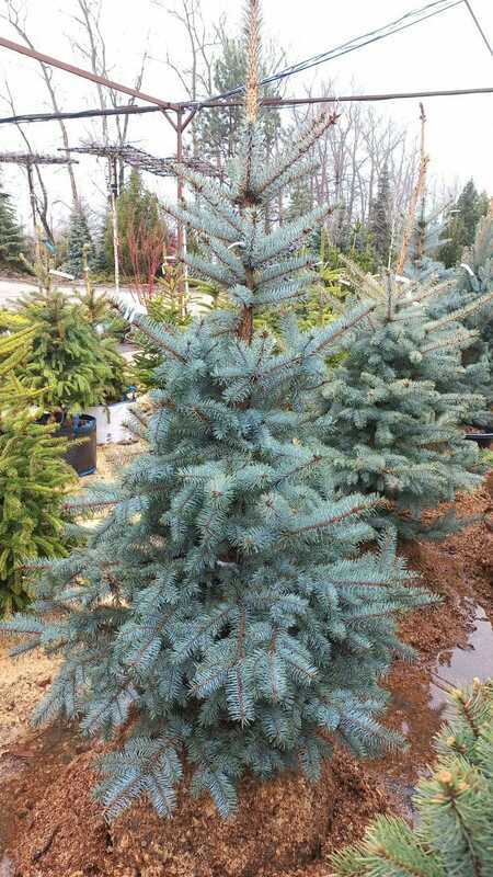 Ель голубая Эдит (Picea pungens 'Edith')