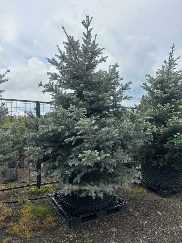 Ель голубая Эдит (Picea pungens 'Edith')