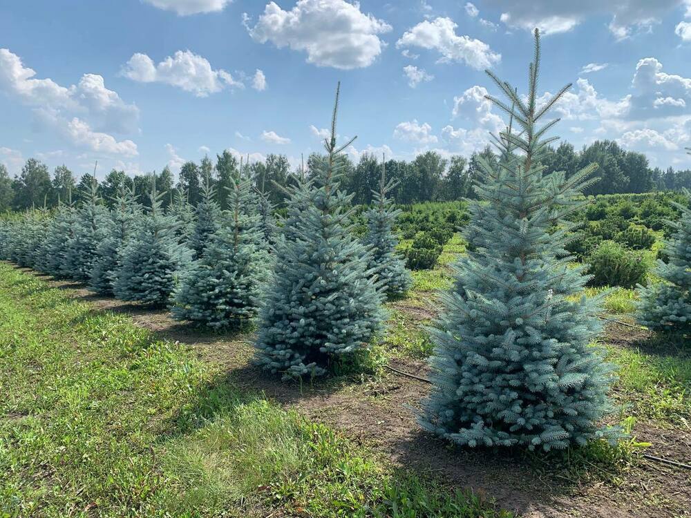 Ель голубая Эдит (Picea pungens 'Edith')