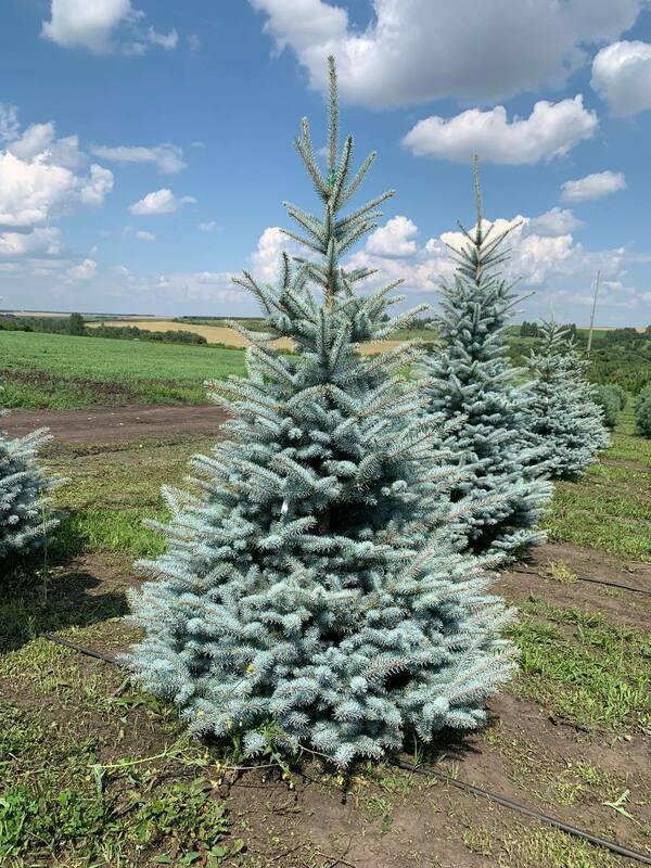 Ель голубая Эдит (Picea pungens 'Edith')