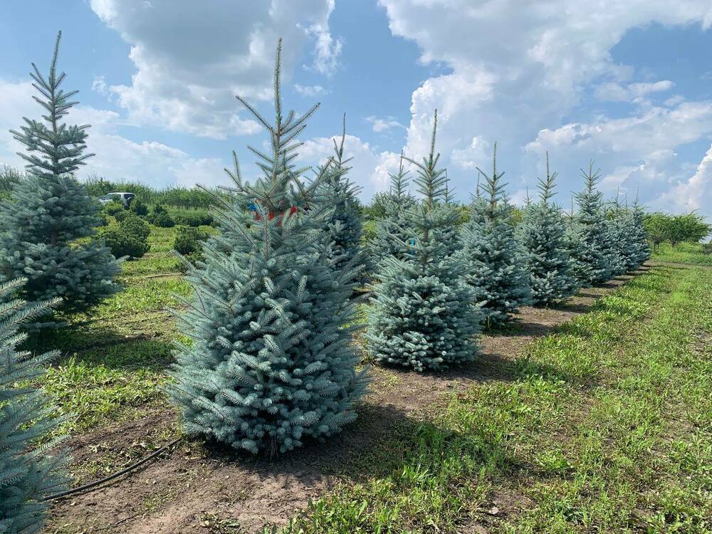 Ель голубая Эдит (Picea pungens 'Edith')