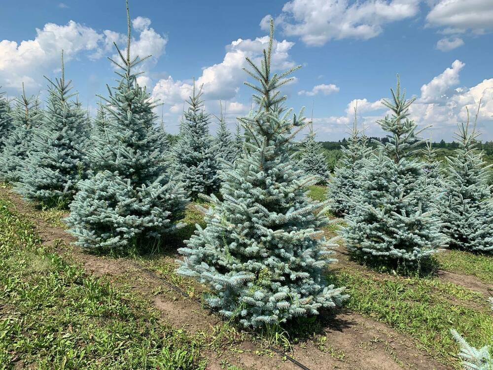 Ель голубая Эдит (Picea pungens 'Edith')