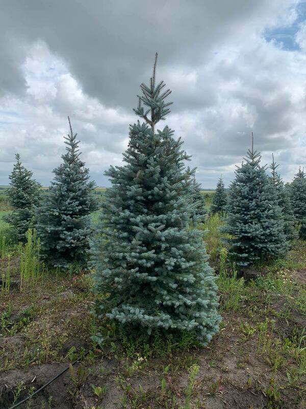 Ель голубая Эдит (Picea pungens 'Edith')