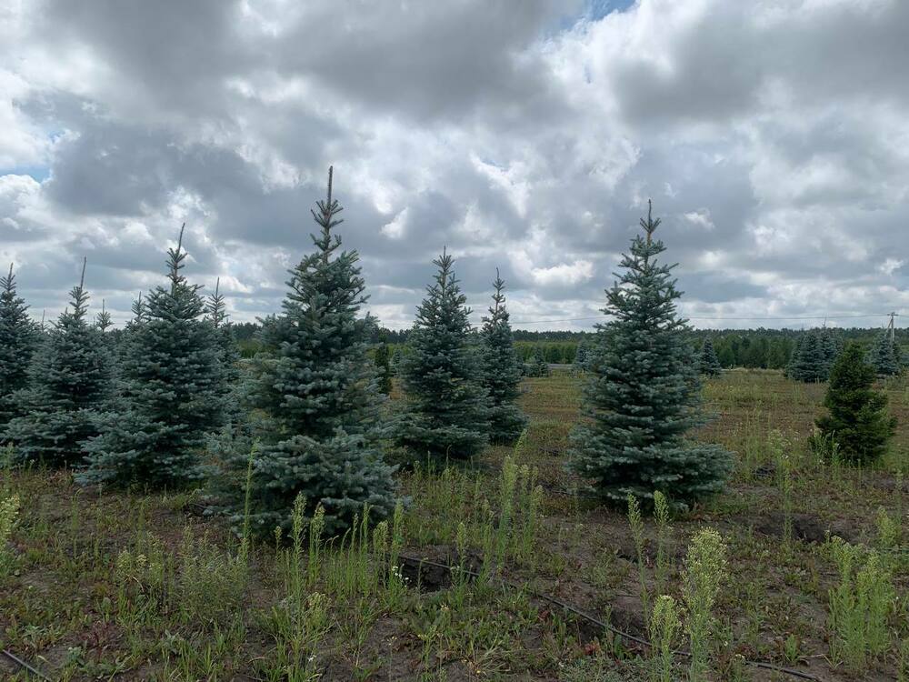 Ель голубая Эдит (Picea pungens 'Edith')