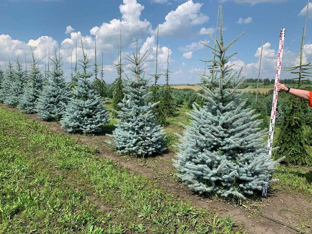 Ель голубая Эдит (Picea pungens 'Edith')