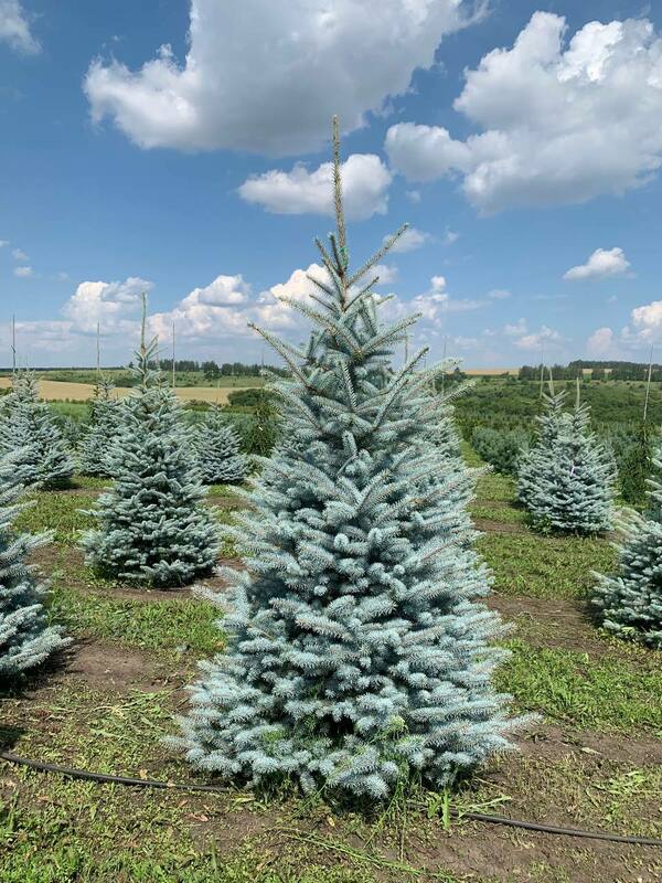 Ель голубая Эдит (Picea pungens 'Edith')