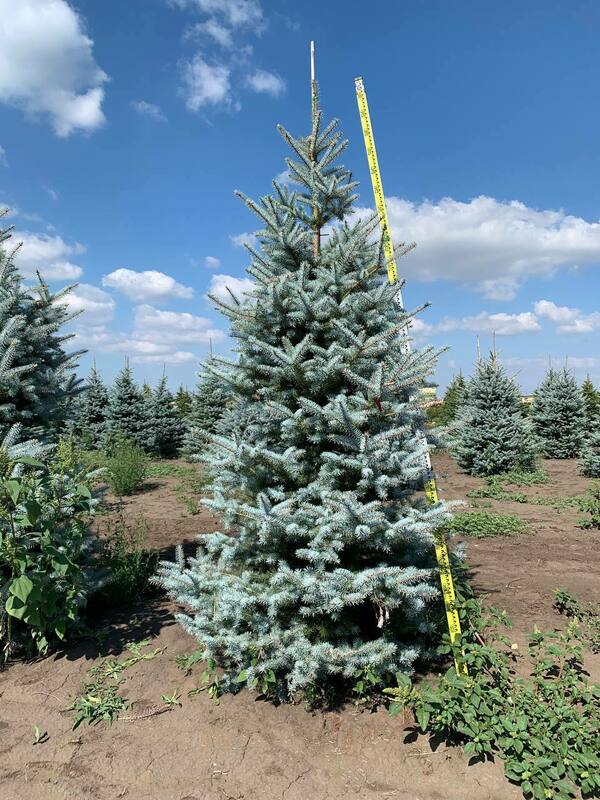 Ель голубая Эдит (Picea pungens 'Edith')