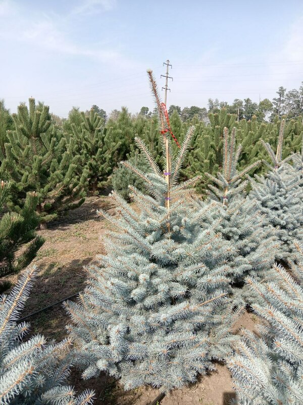 Ель голубая Эдит (Picea pungens 'Edith')