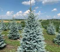 Ель голубая Эдит (Picea pungens 'Edith')