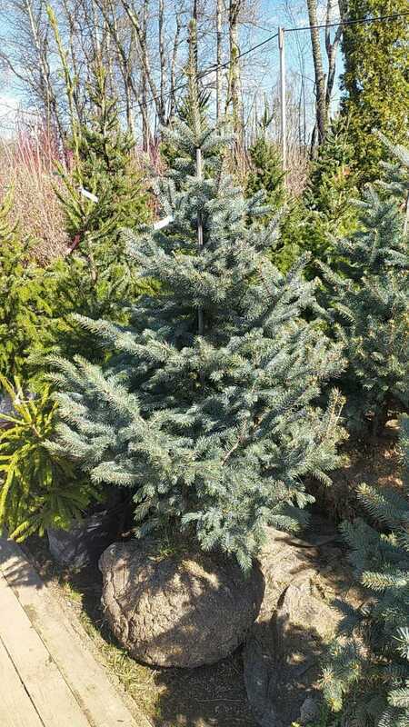 Ель колючая Фат Альберт (Picea pungens 'Fat Albert')