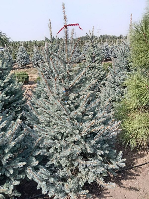 Ель колючая Фат Альберт (Picea pungens 'Fat Albert')