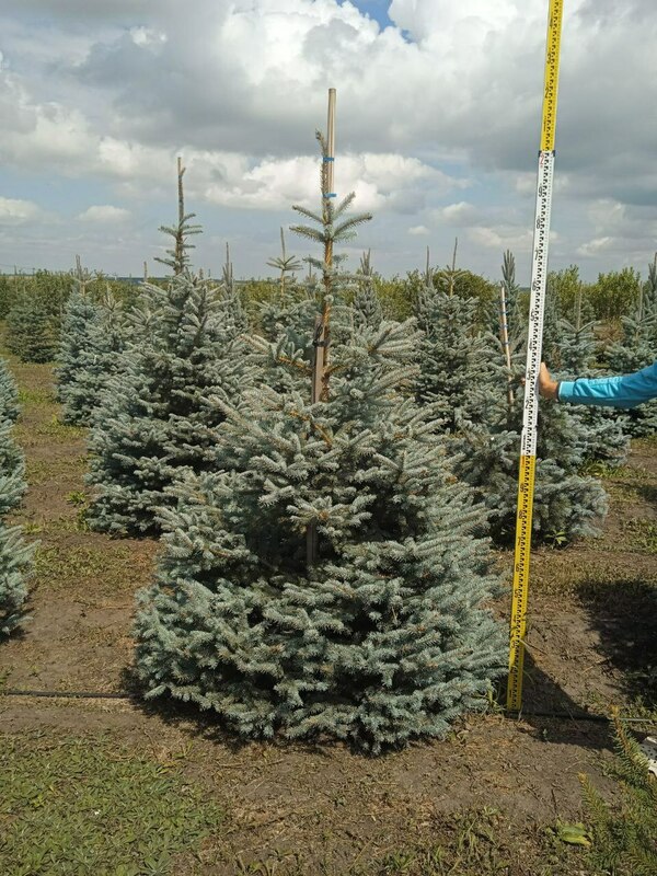 Ель колючая Фат Альберт (Picea pungens 'Fat Albert')
