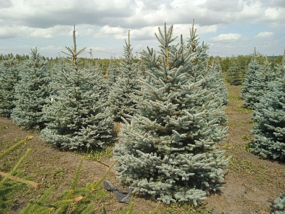 Ель колючая Фат Альберт (Picea pungens 'Fat Albert')