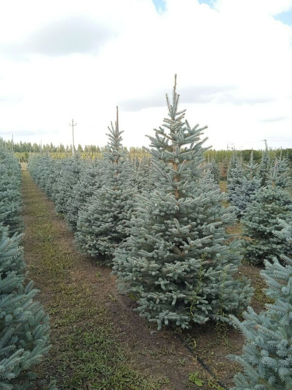 Ель колючая Фат Альберт (Picea pungens 'Fat Albert')