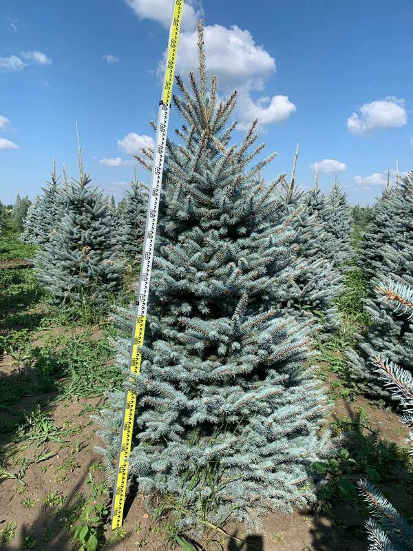 Ель колючая Фат Альберт (Picea pungens 'Fat Albert')