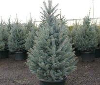 Ель колючая Фат Альберт (Picea pungens 'Fat Albert')