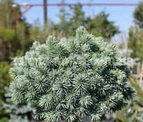Ель колючая Глаука Компакта (Picea pungens 'Glauca Compacta')
