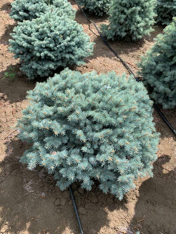 Ель колючая "Glauca Globosa" (Глаука Глобоза)