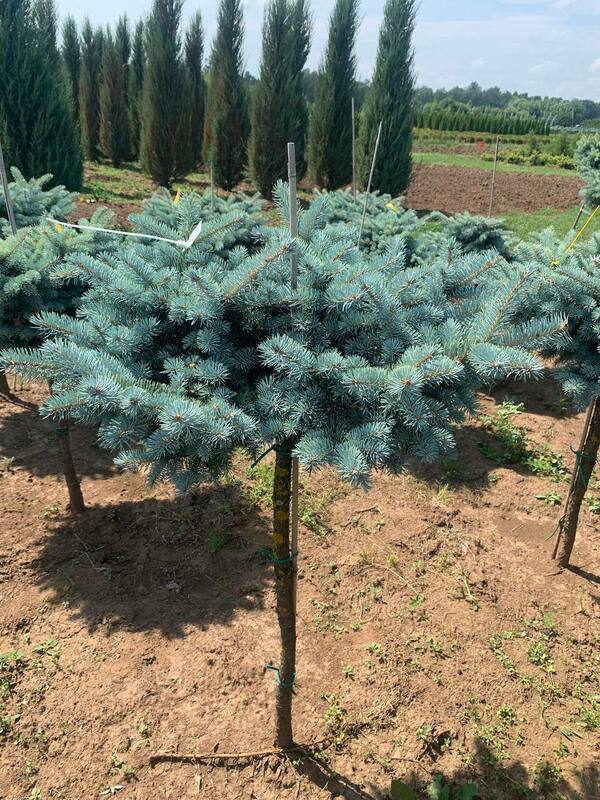 Ель колючая "Glauca Globosa" (Глаука Глобоза)