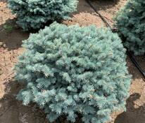 Ель колючая "Glauca Globosa" (Глаука Глобоза)