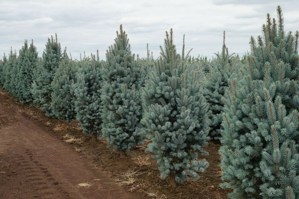 Ель голубая Изели Фастигиата (Picea pungens 'Iseli Fastigiata')